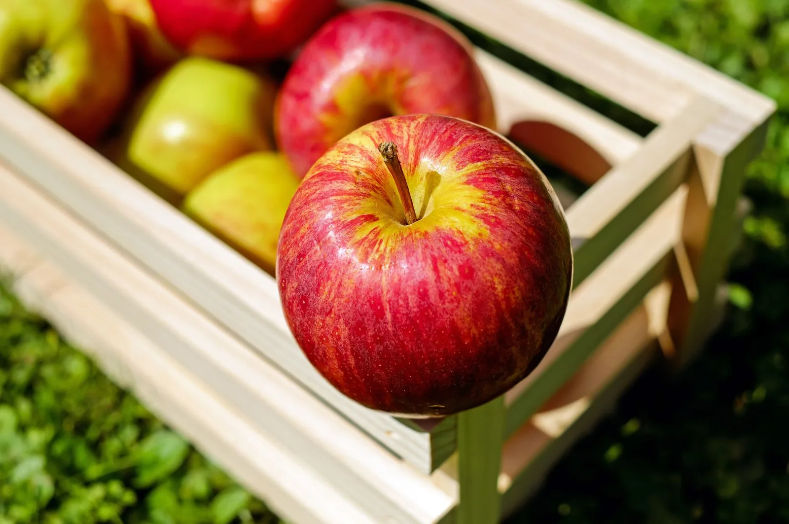 Ripe red apples in a wooden crate on grass
