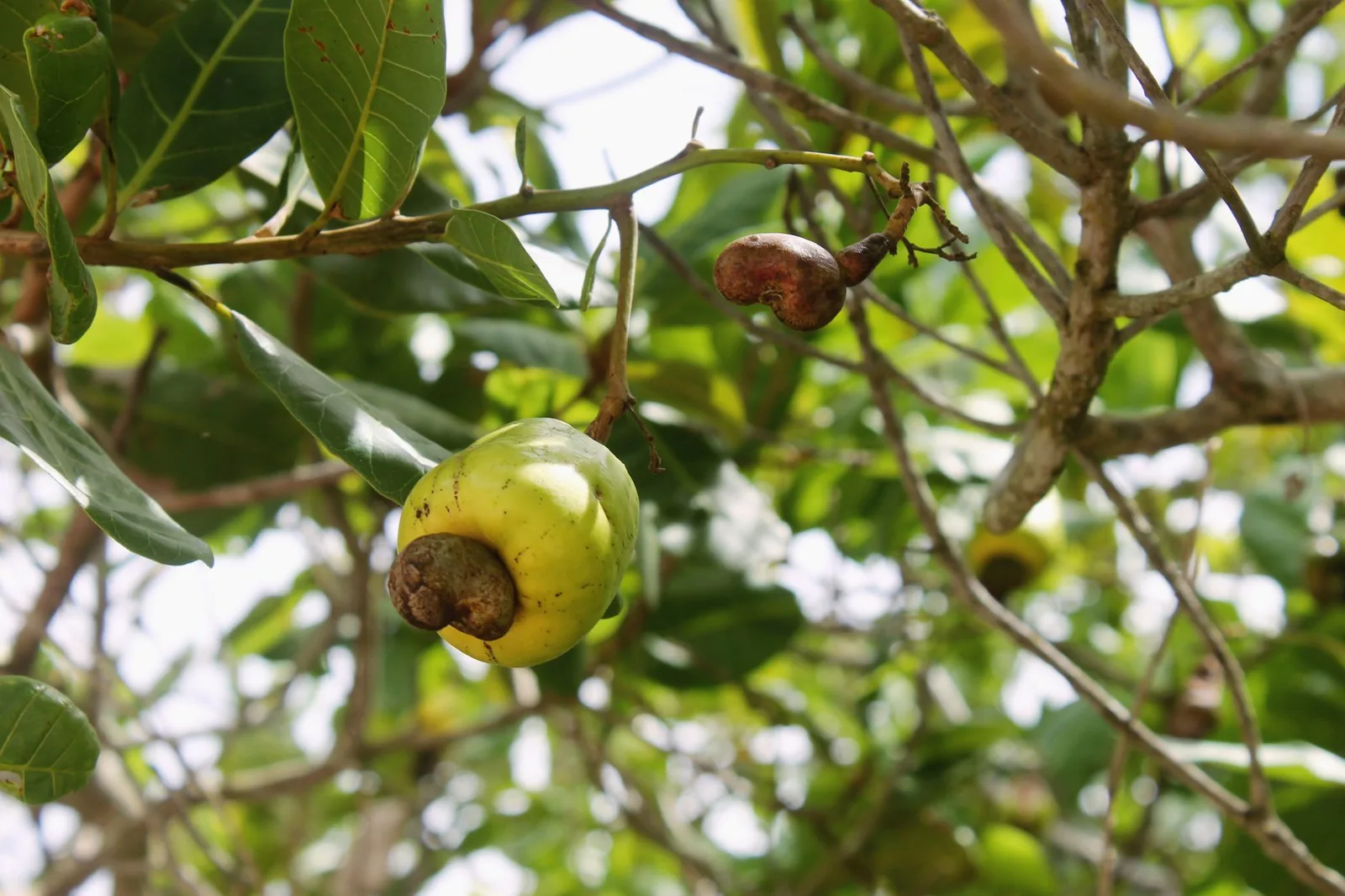 Cashew fruit with its nut hanging on a tree
