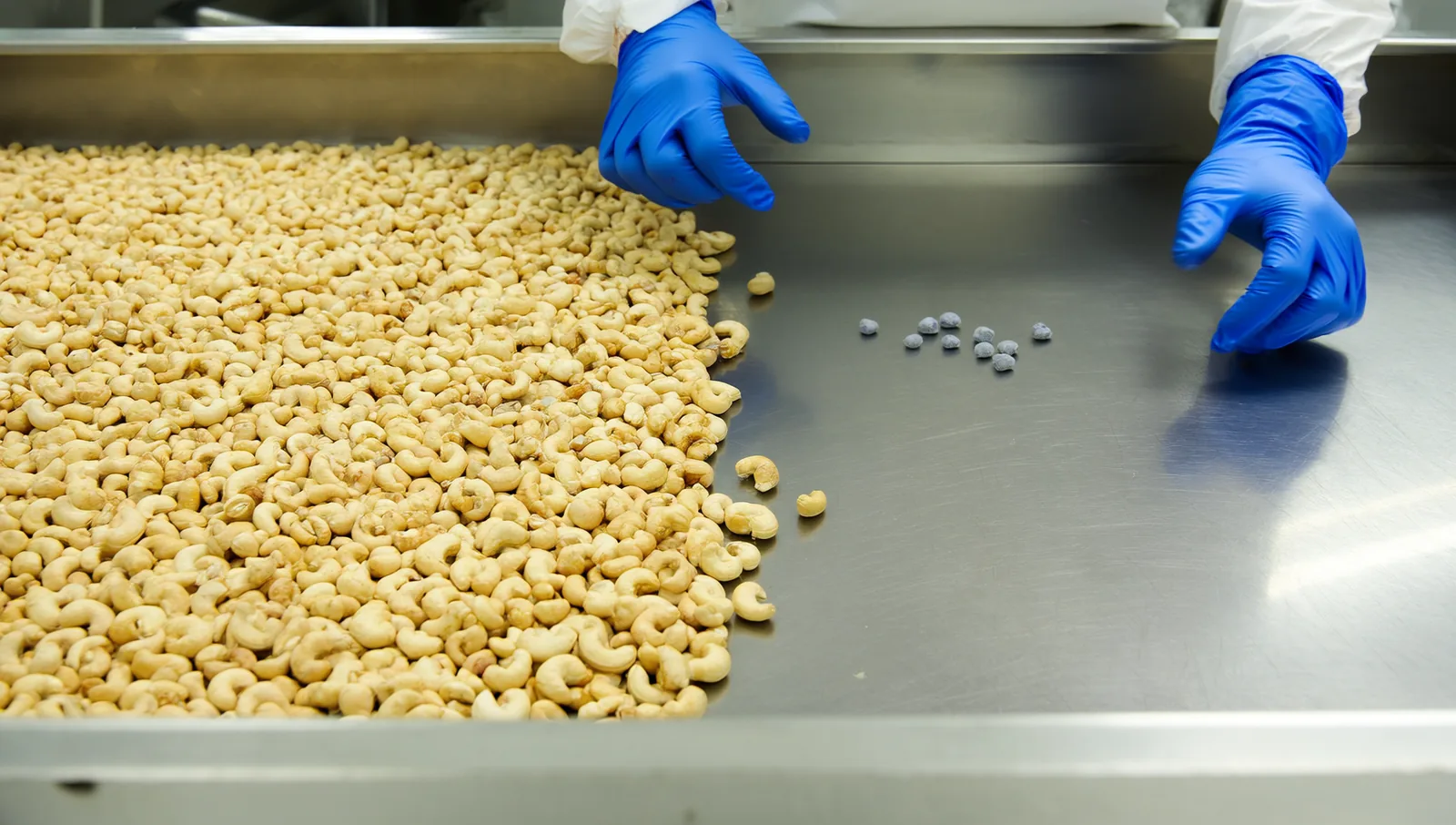 Gloved hands sorting cashews with a few pebbles