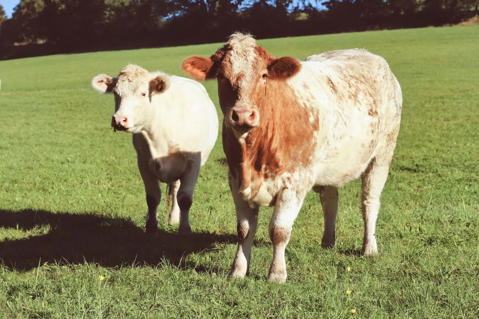 Two cows grazing in a green pasture